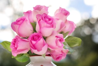 pink-roses-2191636_960_720