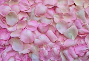 rose-petals-3194062__340